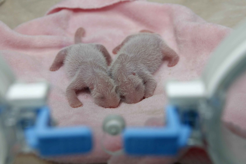 Bebês panda na incubadora em Sichuan, na China