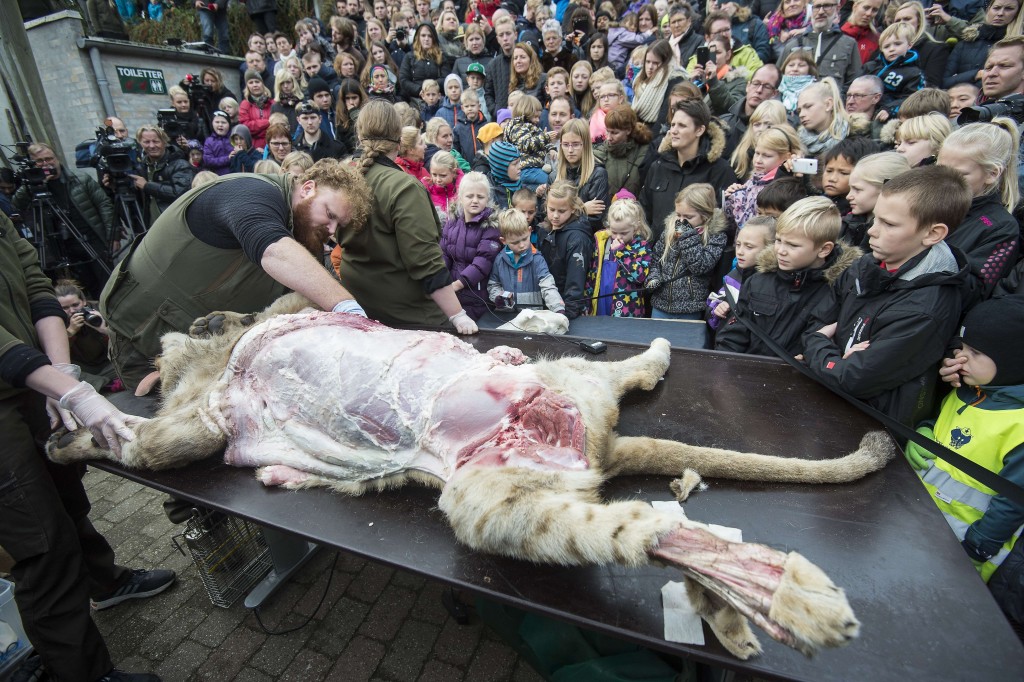 Dinamarqueses assistem leão ser dissecado em zoológico do país