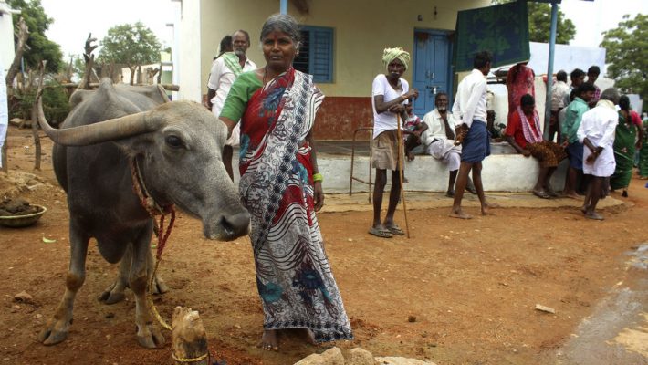 Chennamma Mandala recebeu crédito do banco comunitário para comprar búfalos que, hoje, dão o suficiente para ela devolver o empréstimo e viver na aldeia (FOTO: Luis Ángel Reglero/EFE)