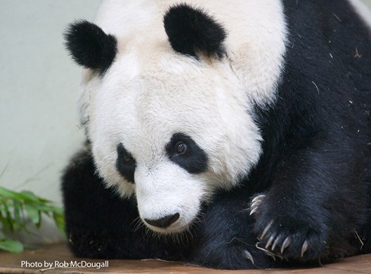 Panda Tian Tian chegou ao zoológico de Edimburgo em 2011 (Foto: Rob McDougall/Divulgação)