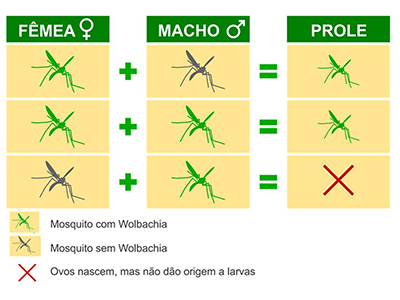 Quadro ilustrativo da situação reprodutiva dos mosquitos infectados com Wolbachia (Crédito: Comunicação/Instituto Oswaldo Cruz)