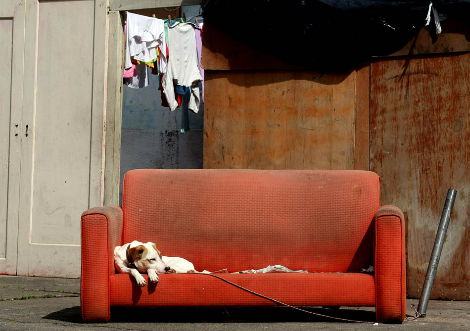 Cachorro dorme em um sofá no bairro do Cambuci. 02/08/2009. Foto: NILTON FUKUDA/AE