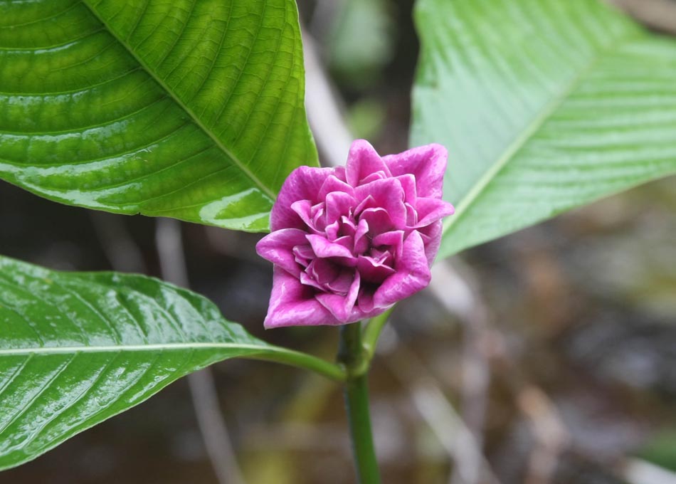 Detalhe de uma flor típica da floresta amazônica. AM, 24/12/2009. Foto: JF DIORIO/AE