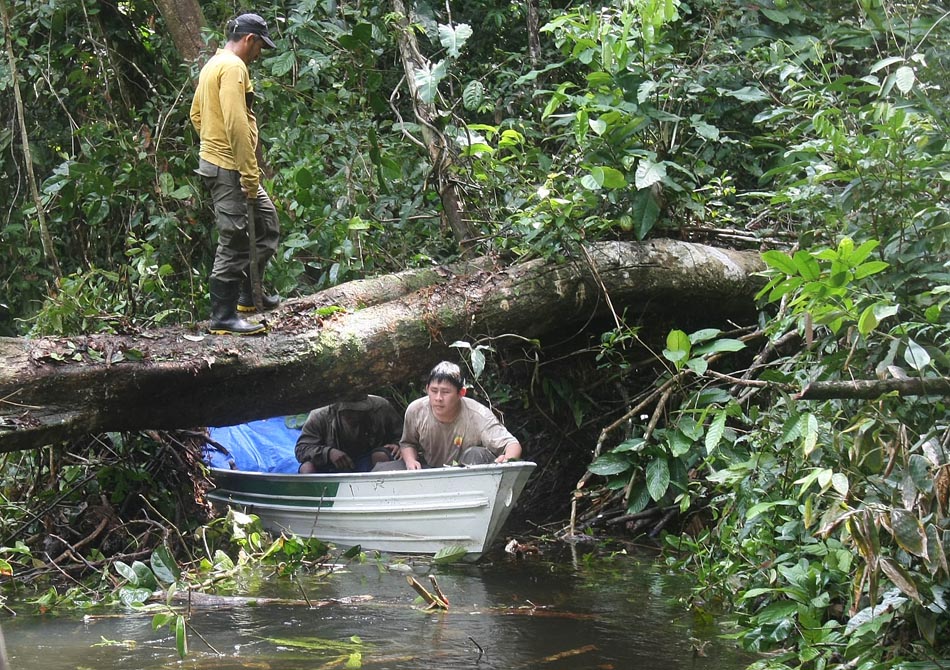Árvore caída dificulta acesso da equipe em igarapé, junto ao Rio Boia. AM, 27/12/2009. Foto: JF DIORIO/AE