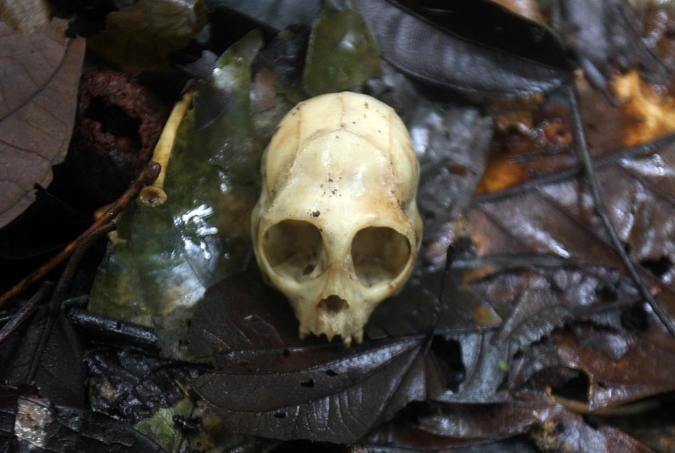 Crânio de macaco encontrado na trilha. AM, 04/01/2010. Foto: DIORIO/AE