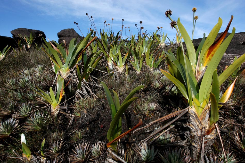 Planta denominada Stegolepis guianensis, que cresce no topo do Monte Roraima. Foto: PAULO LIEBERT/AE