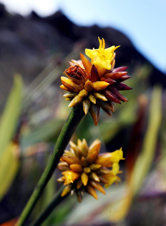Flor da planta denominada Stegolepis guianensis, que cresce no topo do Monte Roraima. Foto: PAULO LIEBERT/AE