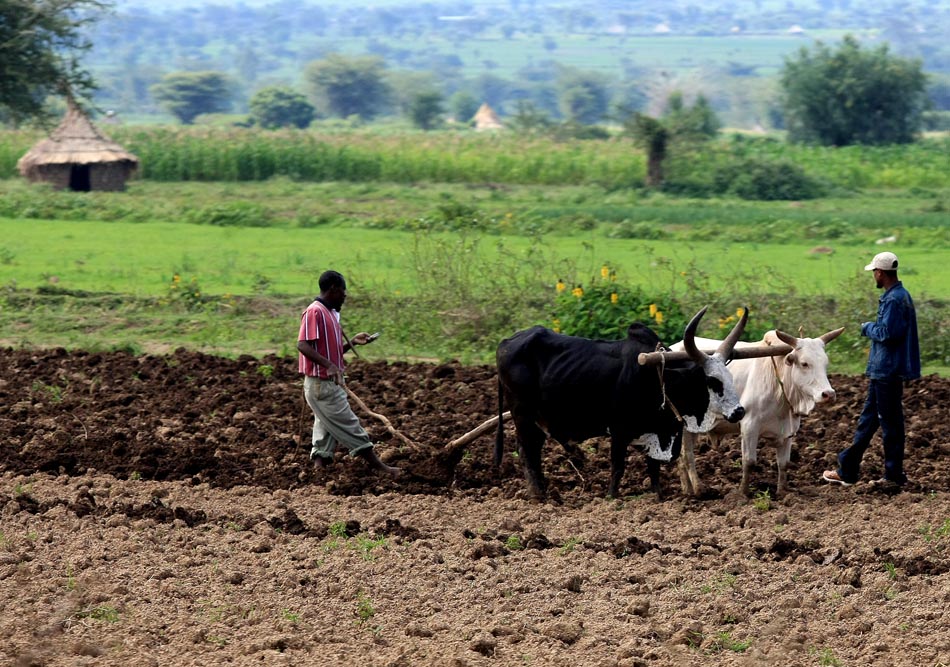 Agricultor utiliza tração animal e implementos rudimentares para preparar a terra, entre Addis Abeba e Awasa, no sul da Etiópia. 29.08.2008. Foto: Juca Varella/AE