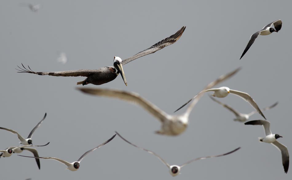Pássaros voam sobre o Golfo do México, onde vazamento de petróleo coloca em risco o meio ambiente. 30/04/2010. Foto: Carlos Barria/Reuters