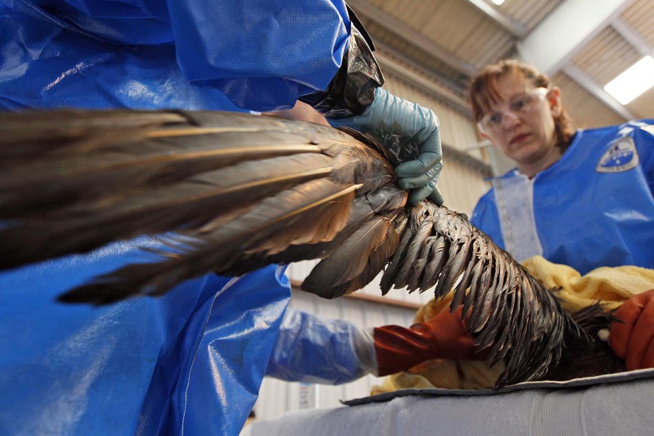 Pássaro coberto de petróleo é tratado em Fort Jackson, na Louisiana. 30/04/2010. Foto: Alex Brandon/AP