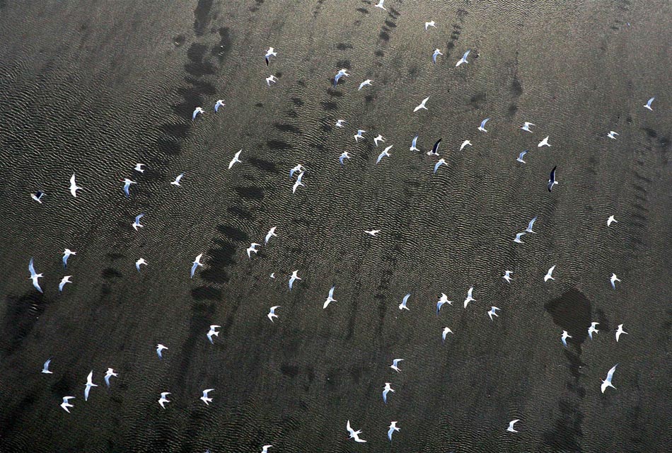 Vazamento de óleo no Golfo do México, aproxima-se da costa sul da Louisiana, nos EUA. 29/04/2010. Foto: Sean Gardner/Greenpeace/Reuters