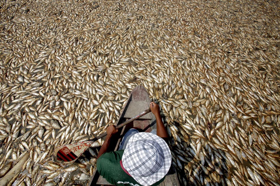 Seca no Amazonas: Pescador navega em rio com milhares de peixes mortos devido à seca nos rios da região amazônica. Amazonas, 27/11/2009. Foto: Paulo Whitaker/Reuters