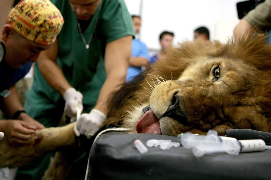 Operação animal: Nero, um leão de oito anos, é submetido à cirurgia de vasectomia e tratamento dentário, após ser resgatado de um circo onde sofria maus tratos. Guarulhos, 11/12/2009. Foto: Valéria Gonçalvez/AE