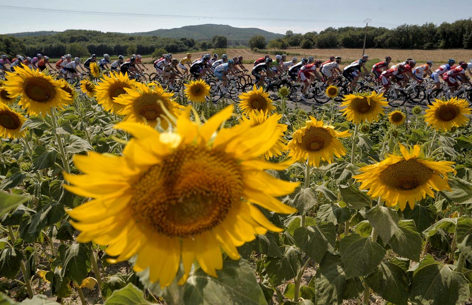 Girassóis emolduram a paisagem, durante a 11ª etapa do Tour de France. 15/07/2010. Foto:Nicolas Bouvy/EFE