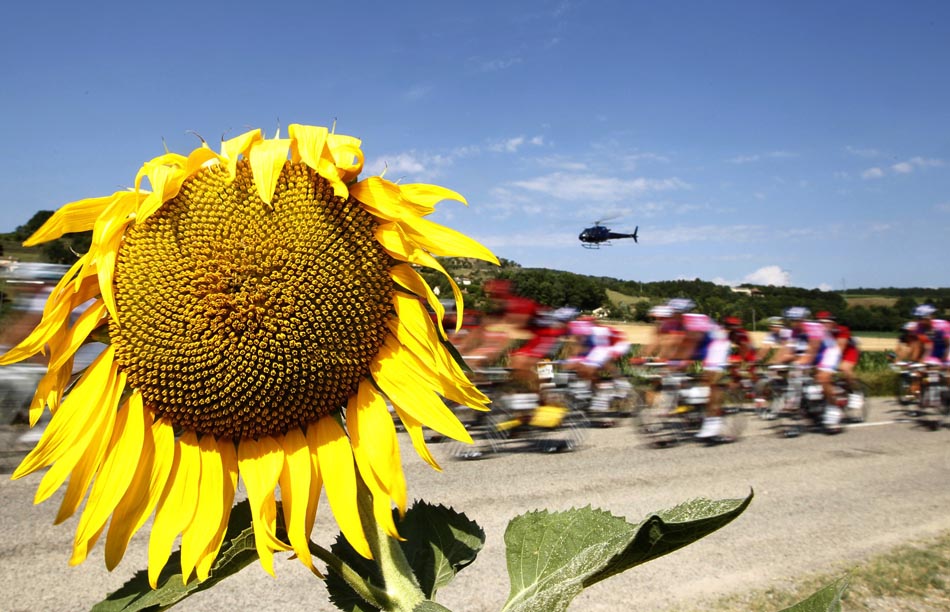 Um girassol pelo caminho do Tour de France. 15/07/2010. Foto:Eric Gaillard/Reuters