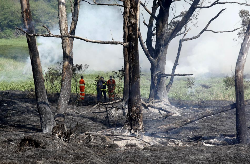 Árvores queimada em incêndio no Parque Ecológico, na zona leste de São Paulo. 25/08/2010. Foto: José Patrício/AE