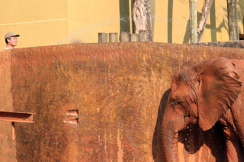Elefante Terezita é molhado por tratador, para atenuar os efeitos do clima seco, no Zoológico de São Paulo. 25/08/2010. Foto: Clayton de Souza/AE