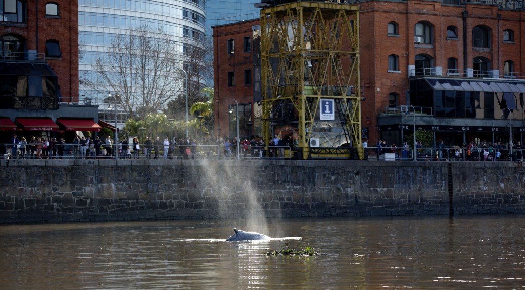 Argentinos observam filhote de baleia nadando em Puerto Madero
