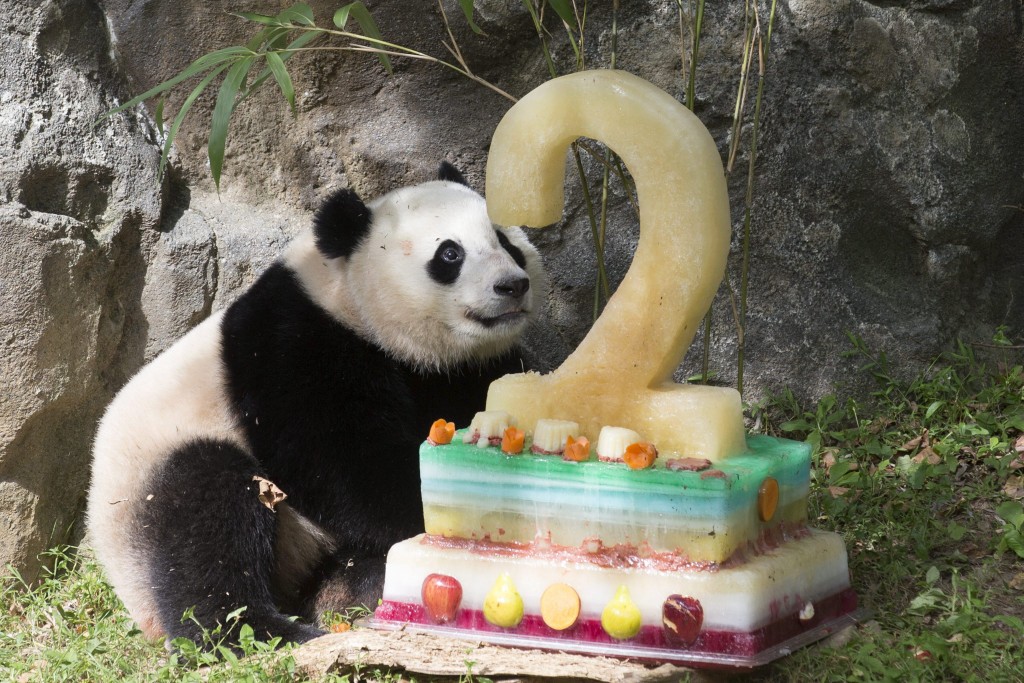 Para celebrar os dois anos de Bao Bao, o zoológico preparou um bolo congelado