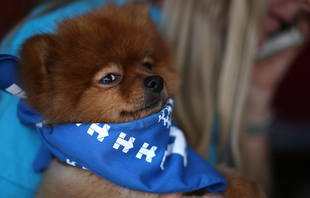 SUMMERLIN, NV - FEBRUARY 17: A dog named Bradley Cooper wears a scarf with Hillary Clinton campaign logos as his owner Jan Walker makes phone calls to voters on February 17, 2016 in Summerlin, Nevada. With three days to go until Nevada democrats caucus, campaign workers and volunteers are canvassing neighborhoods and calling voters to remond them to vote in what is expected to be a very tight race between democratic presidential candidates Hillary Clinton and U.S. Sen Bernie Sanders. Justin Sullivan/Getty Images/AFP == FOR NEWSPAPERS, INTERNET, TELCOS & TELEVISION USE ONLY ==