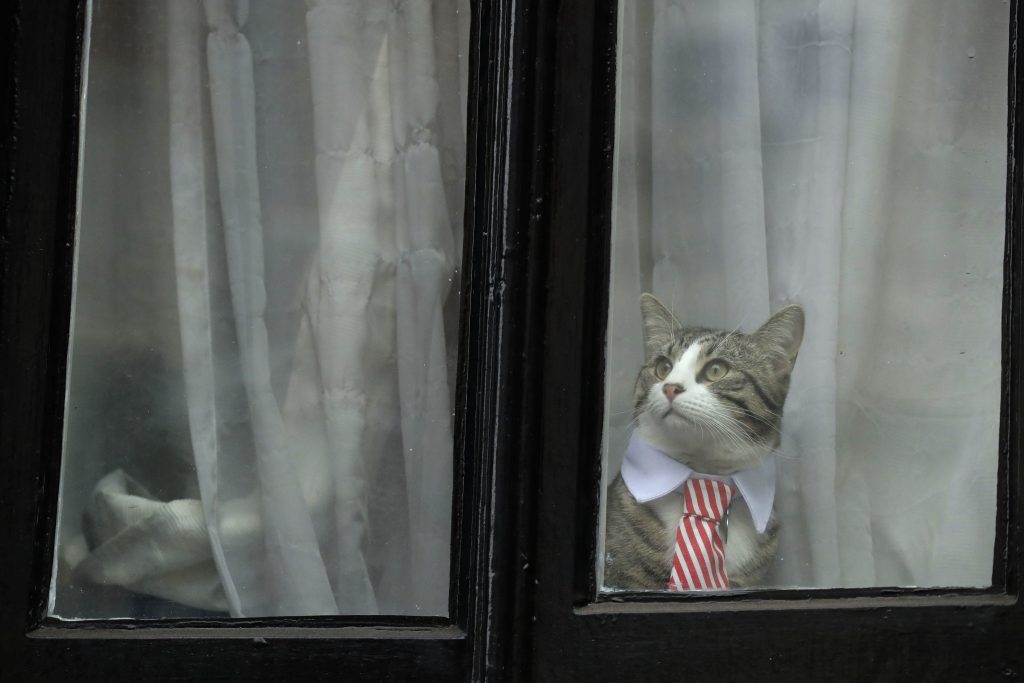 James, o gato de Julian Assange, veste gravata na embaixada equatoriana em Londres (foto: AP Photo/Matt Dunham)